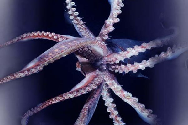 Kraken 2025 ссылка