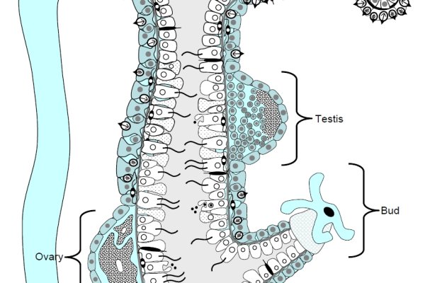 Кракен даркнет krawebes